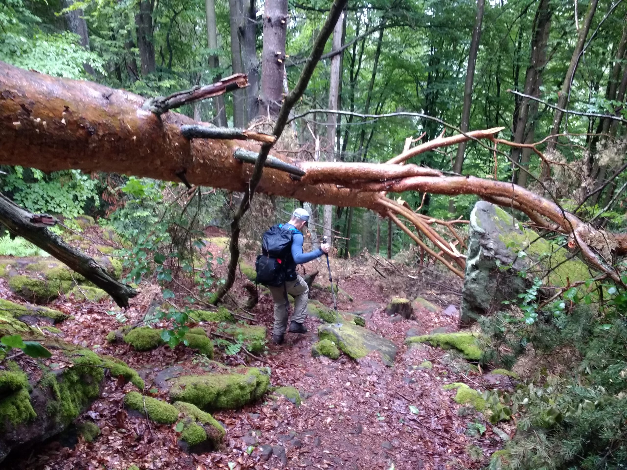 Wandern mit umgestürzten Bäumen